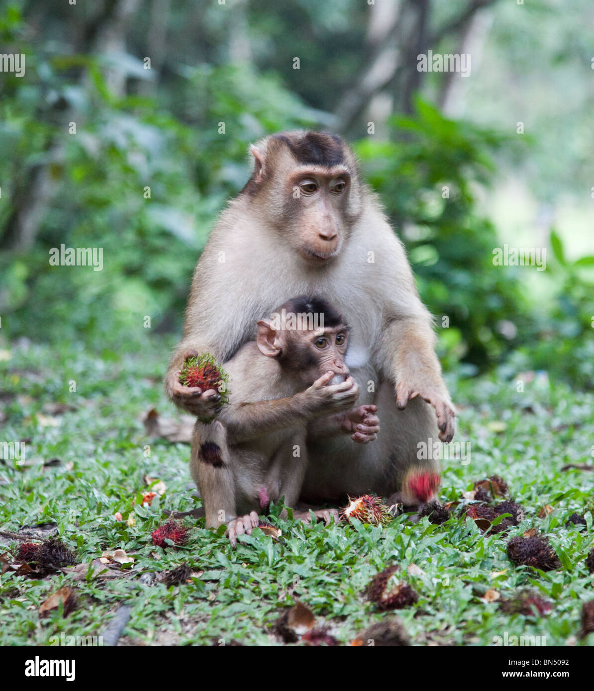 Wilde Affen, die von Menschen in Malaysia, etwas außerhalb von Kuala Lampur auf Monkey Hill gefüttert Stockfoto