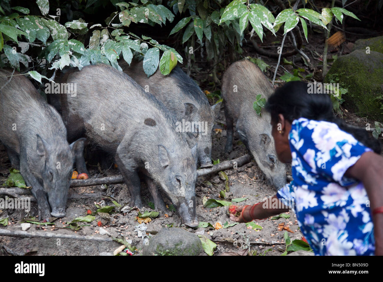 Wildschweine in der Nähe von Kuala Lampur werden von den Einheimischen in einem nächtlichen Ritual gefüttert, die stattfindet am Monkey Hill Stockfoto
