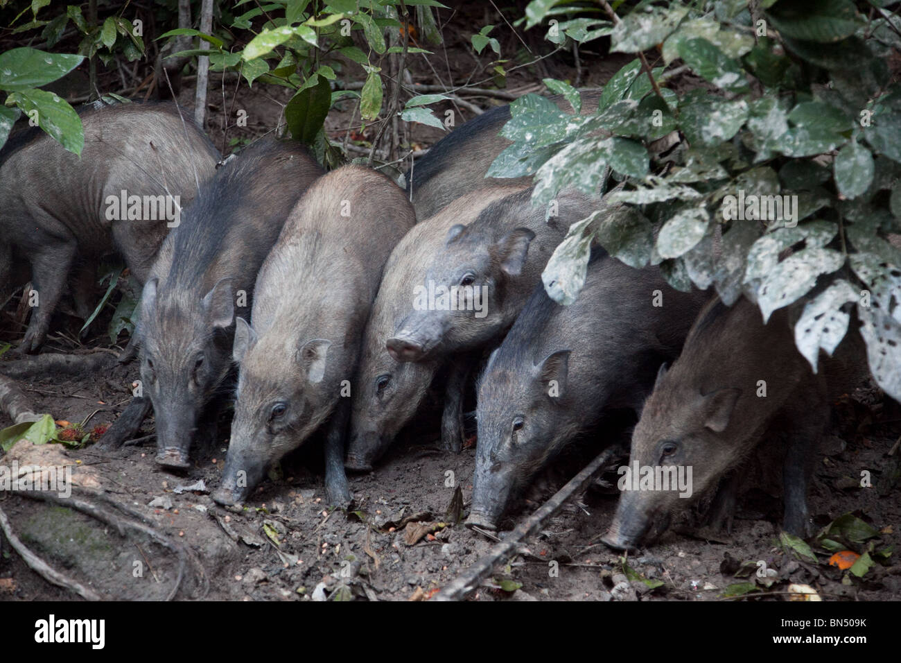 Wildschweine in der Nähe von Kuala Lampur werden von den Einheimischen in einem nächtlichen Ritual gefüttert, die stattfindet am Monkey Hill Stockfoto