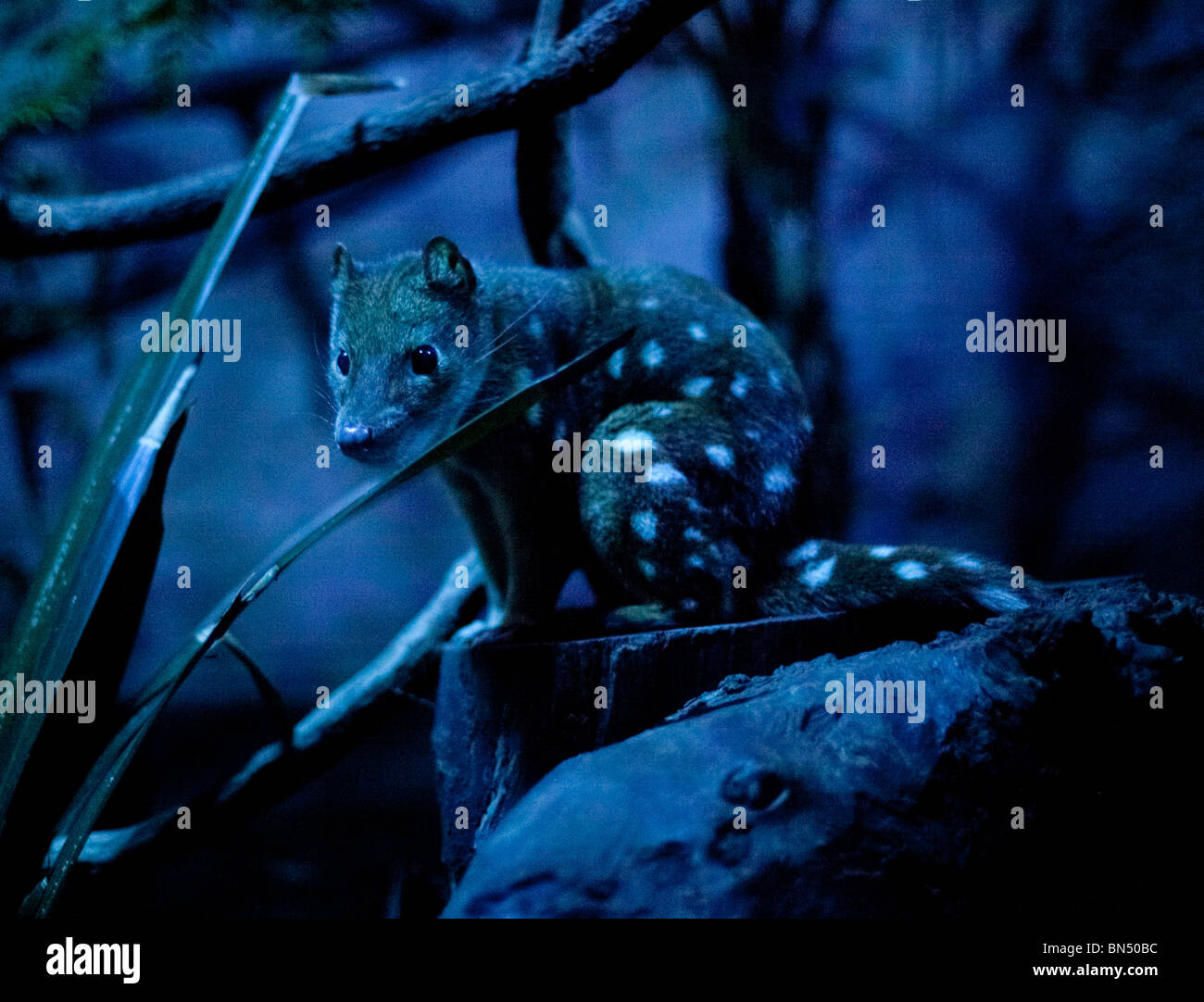 Die niedlichen, nächtliche Spotted-Tail Quoll in Sydney Wildlife World in Australien Stockfoto