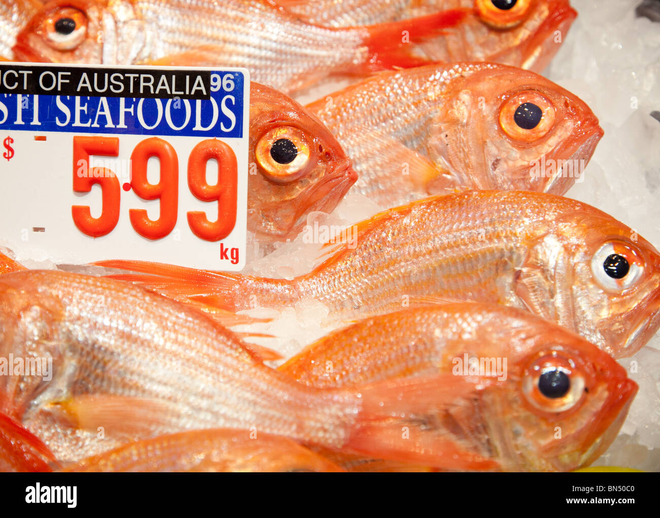 Sydney Fish Market Stockfoto