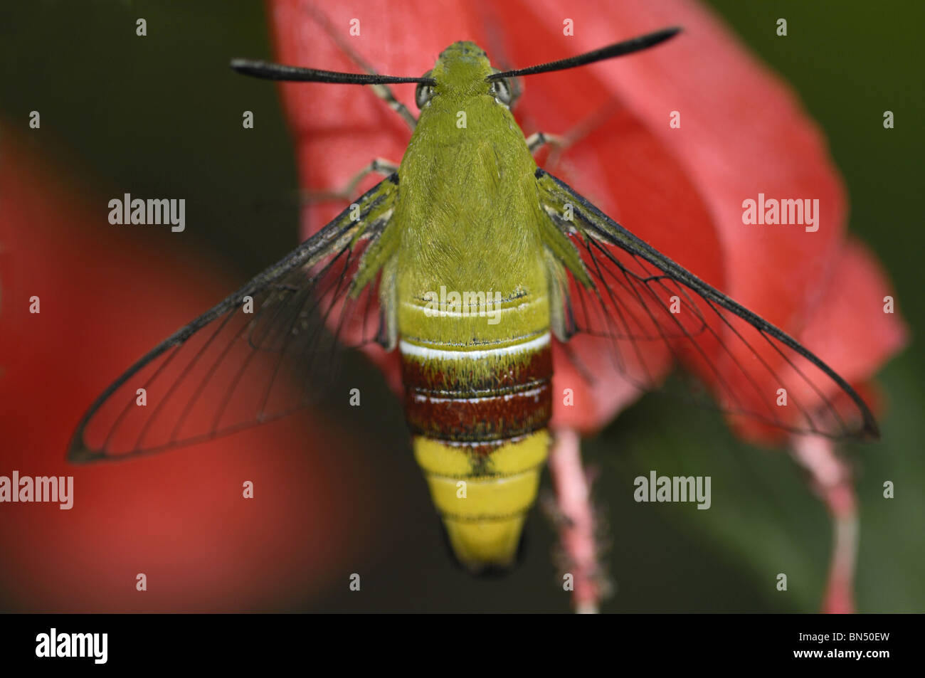 Clear-winged Motte auf Hibiskusblüte: Dorsalansicht Stockfoto