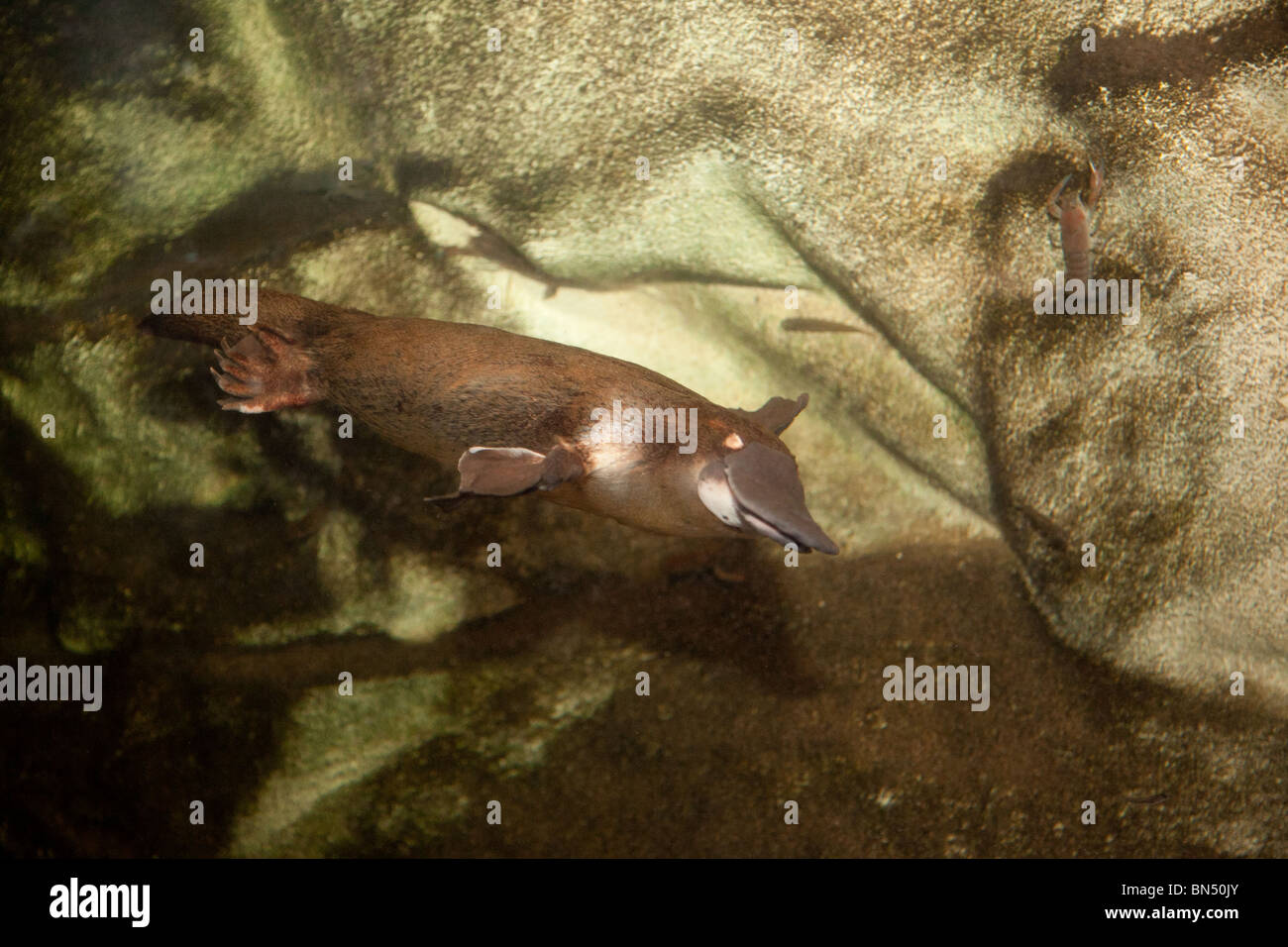 Eine Ente in Rechnung gestellt Platypus im Sydney Aquarium Stockfoto