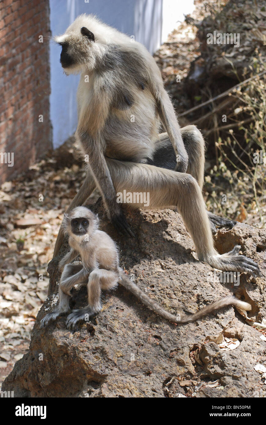 Graue Languren oder Hanuman-Languren (Semnopithecus), Mutter und baby Stockfoto