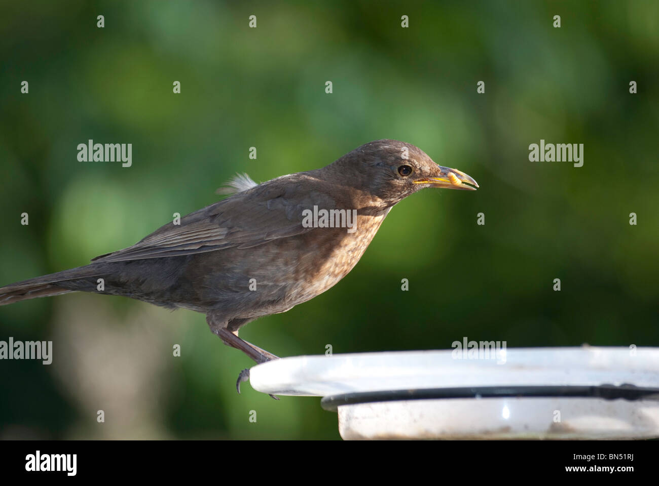 Junge Amsel mit einem Mehlwurm Stockfoto