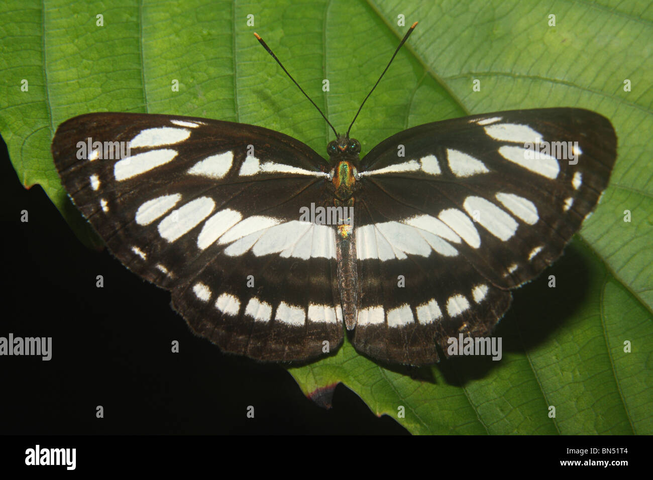 Die gemeinsame Sailer (Neptis Hylas) Stockfoto