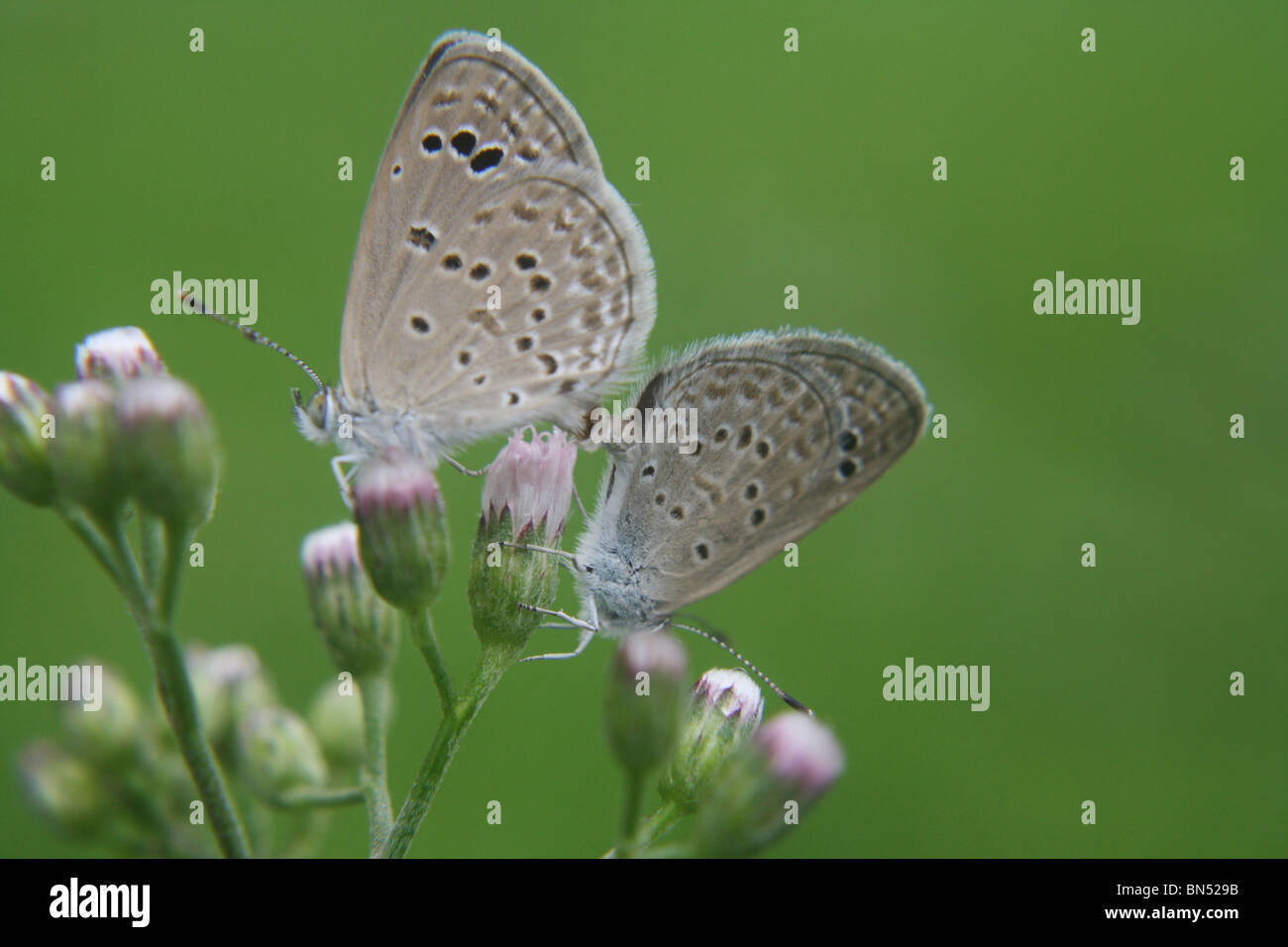Blasse Grass Blue Butterfly Pseudozizeeria Maha Karnala Bird Sanctuary. Schmetterlinge, die Paarung. Lycaenidae: Blues Stockfoto