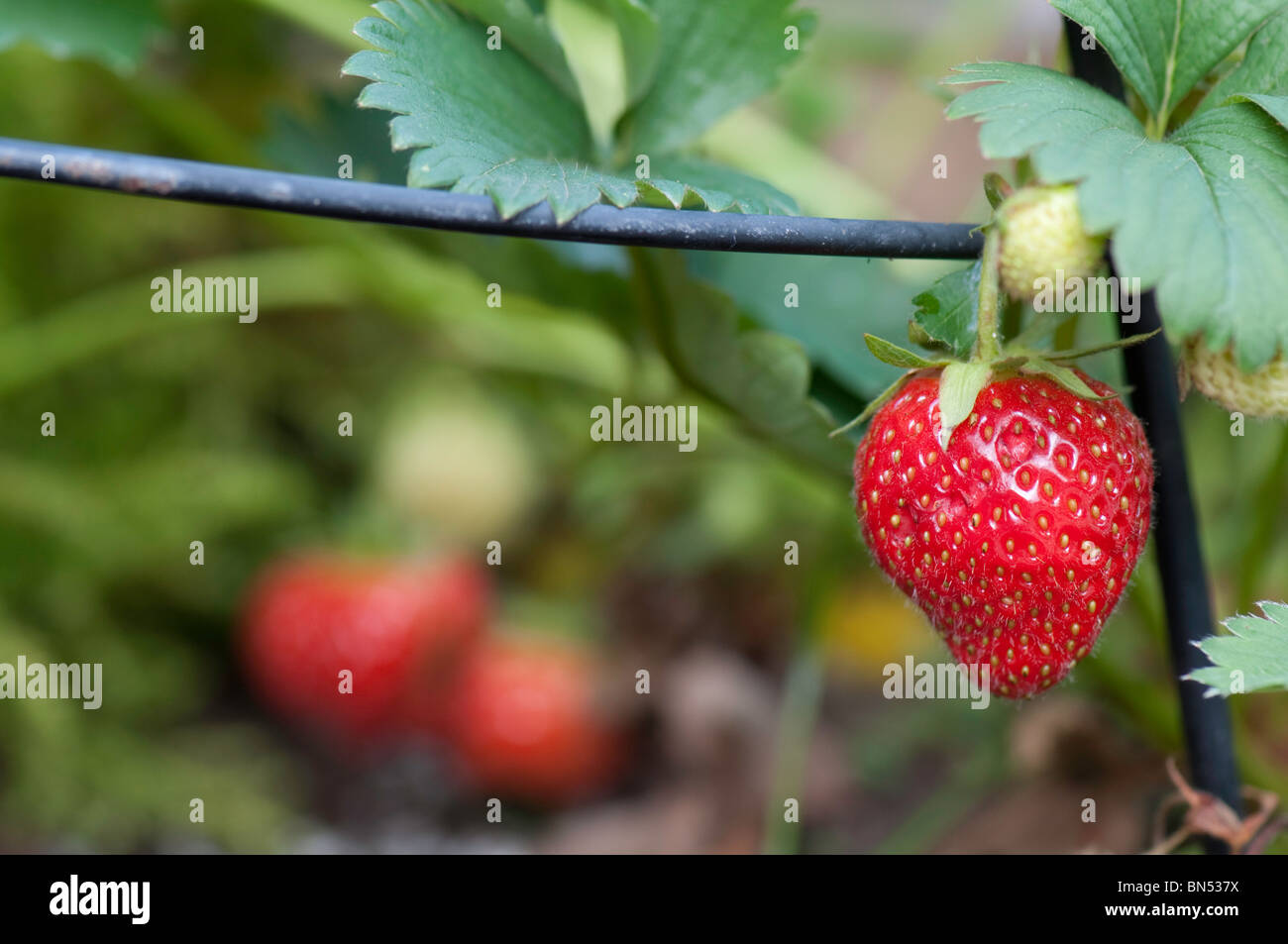 Erdbeere Pflanze aufwachsen eine Zierpflanze Unterstützung Stockfoto