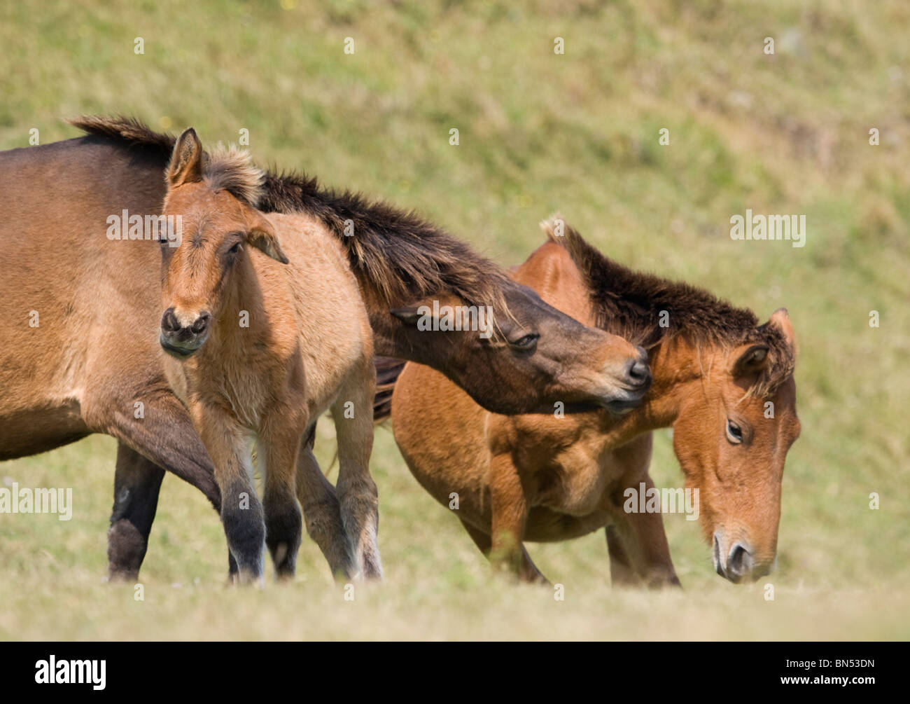 Wild Horse Kap Toi Miyazaki Japan Kyushu Island Stockfoto