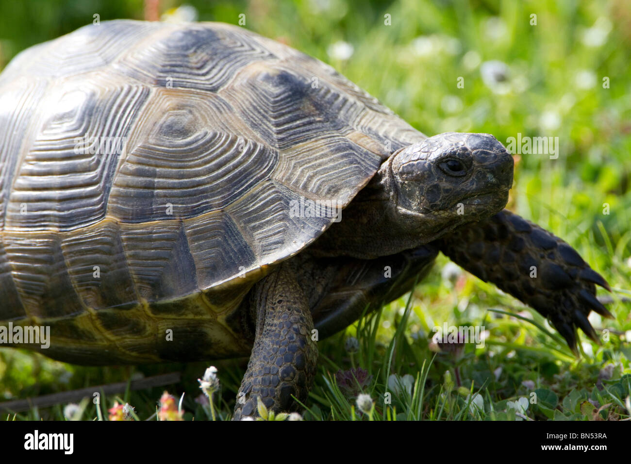 Sporn-thighed Tortoise (Testudo Graeca) Stockfoto