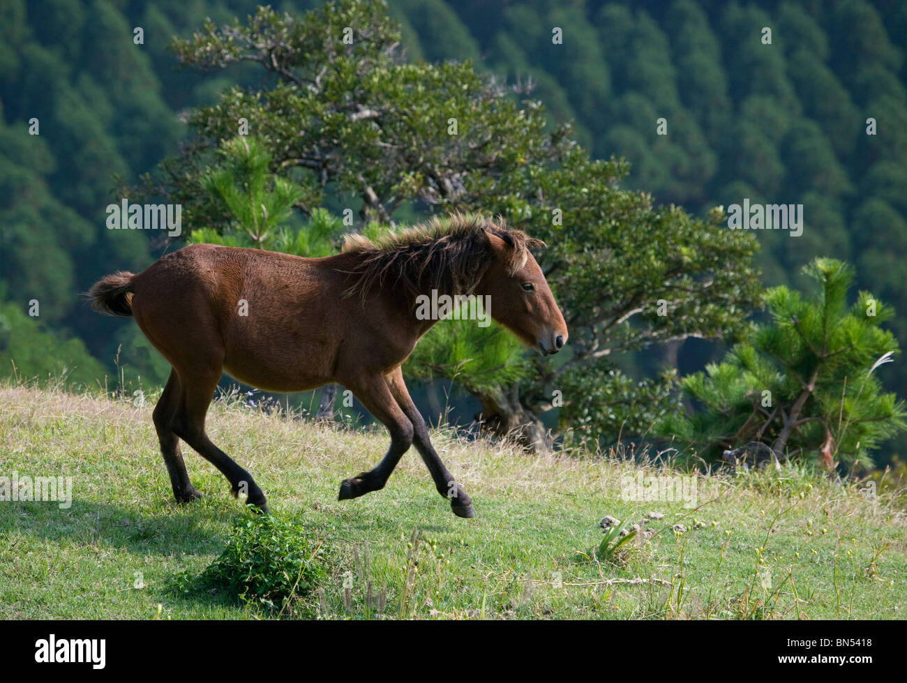 Wild Horse Kap Toi Miyazaki Japan Kyushu Island Stockfoto