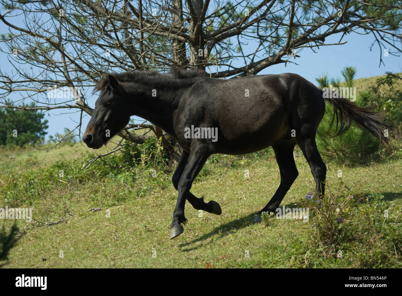 Wild Horse Kap Toi Miyazaki Japan Kyushu Island Stockfoto