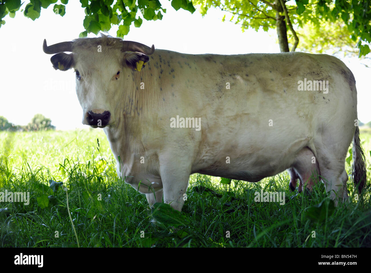 White Park Rinder Stockfoto