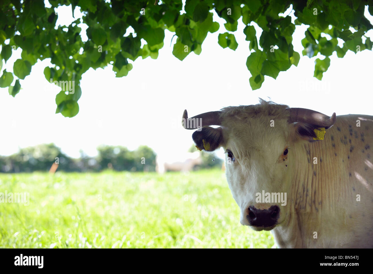 Weisses parkrind -Fotos und -Bildmaterial in hoher Auflösung – Alamy