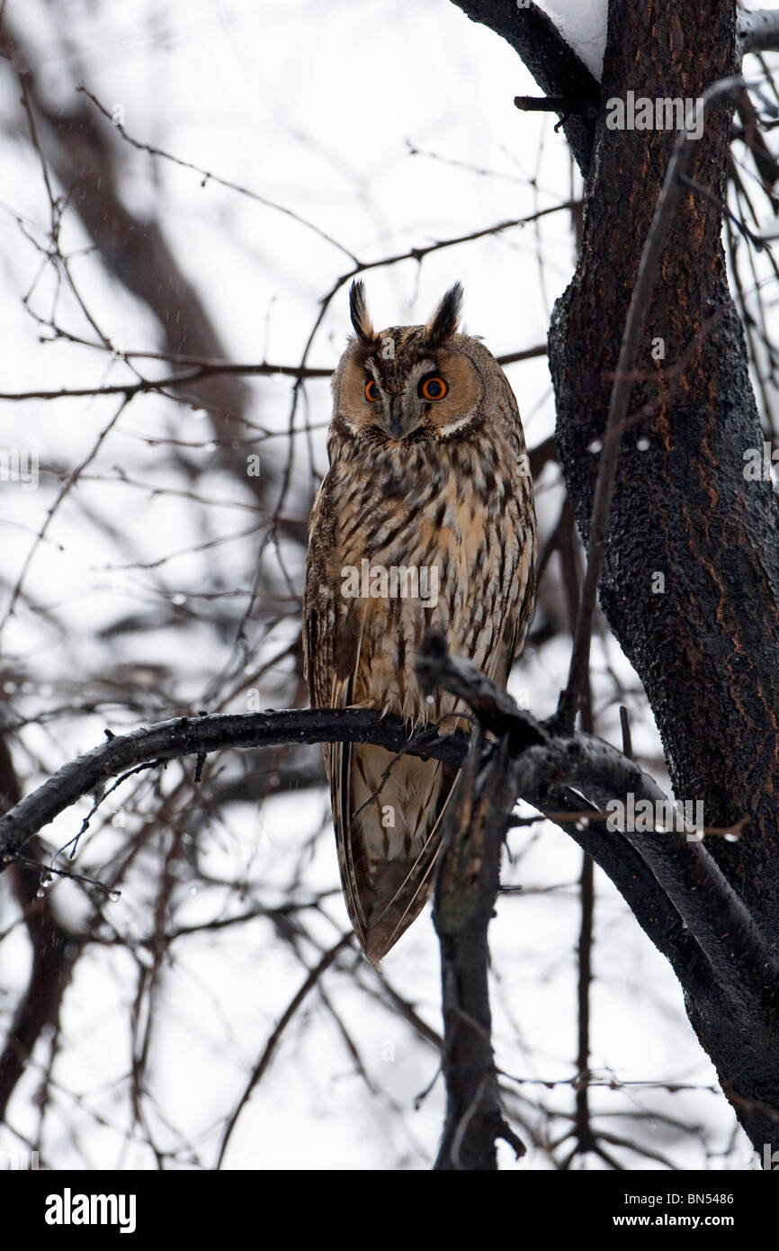 Lange eared Owl (Asio Otus) hocken auf Ast Stockfoto