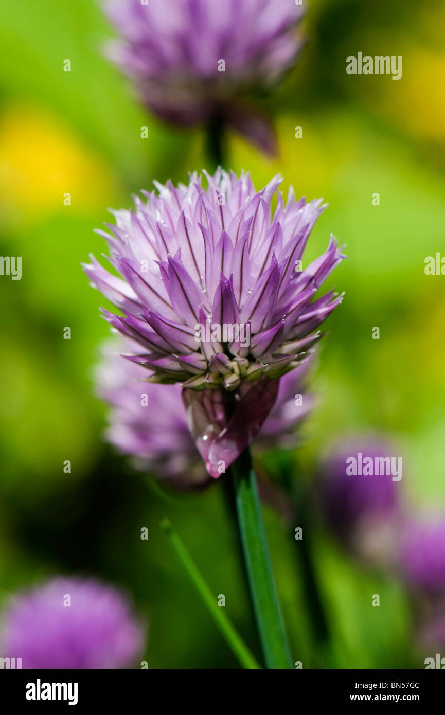 Blume auf einer Schnittlauch-Anlage Stockfoto