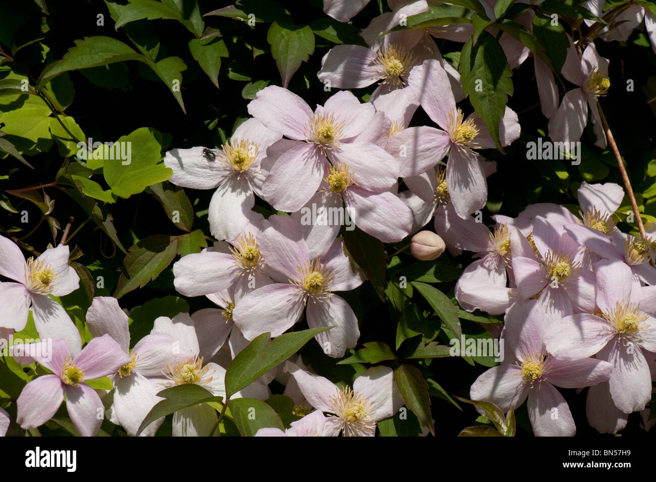 Clematis Montana 'Elizabeth' Blumen im Garten Kletterer Stockfoto