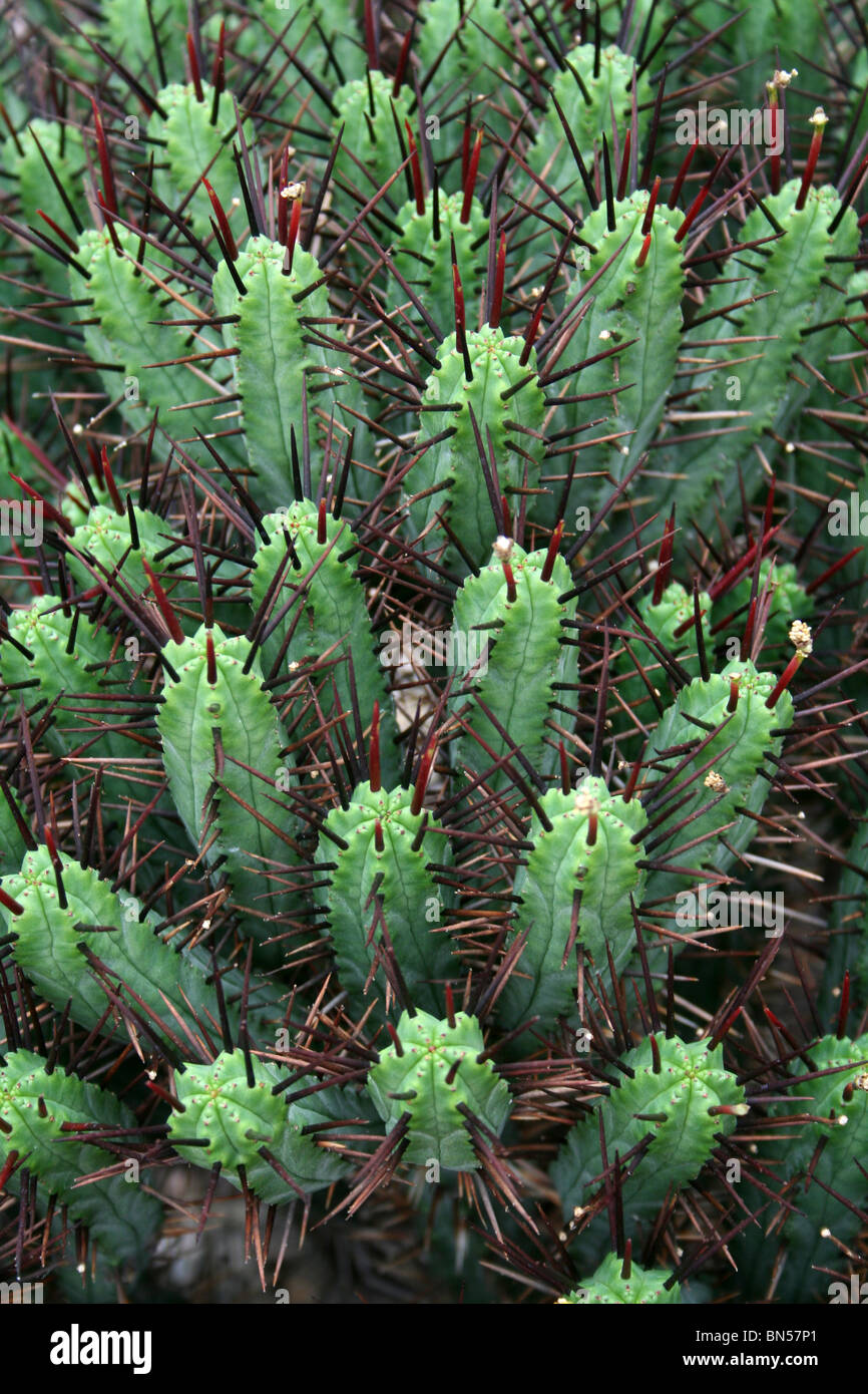Kaktus-Stacheln am Ness Botanical Gardens, Wirral, UK Stockfoto