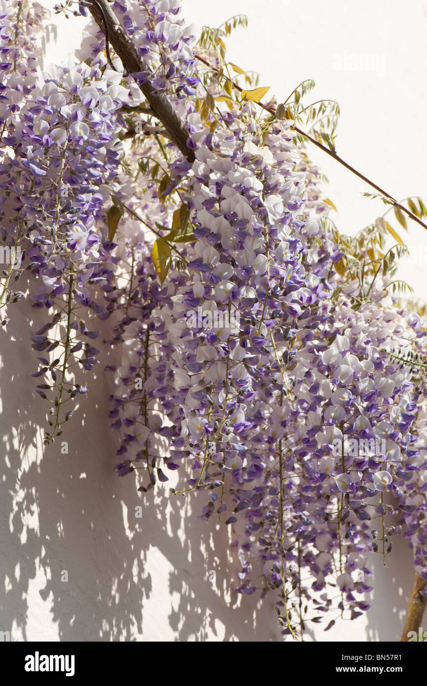 Wisteria (Wisteria Floribunda) blhende Kletterpflanze mit weien, blauen &  lila Blumen Stockfotografie - Alamy