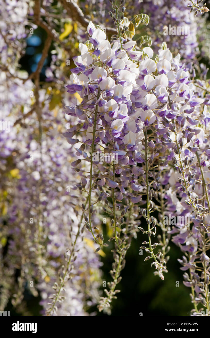 Wisteria (Wisteria Floribunda) blühende Kletterpflanze mit weißen, blauen & lila Blumen Stockfoto