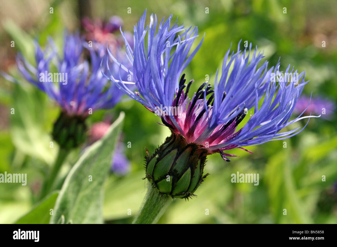 Schaltfläche "Bachelor's" Centaurea Montana Taken an Martin bloße WWT, Lancashire, UK Stockfoto