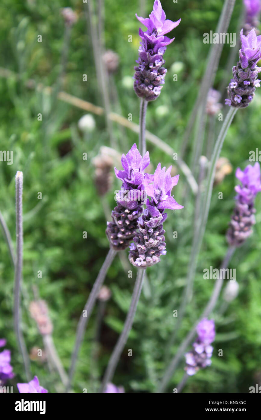 Lavendel Blumen hautnah Stockfoto