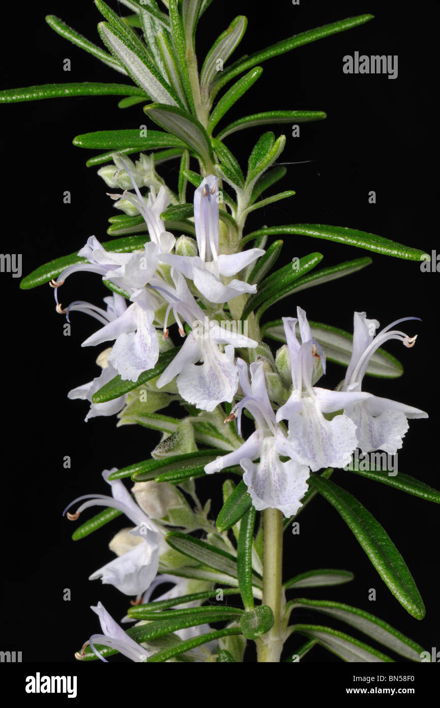 Rosmarin (Rosmarinus Officinalis) Blüten und Blätter Stockfoto