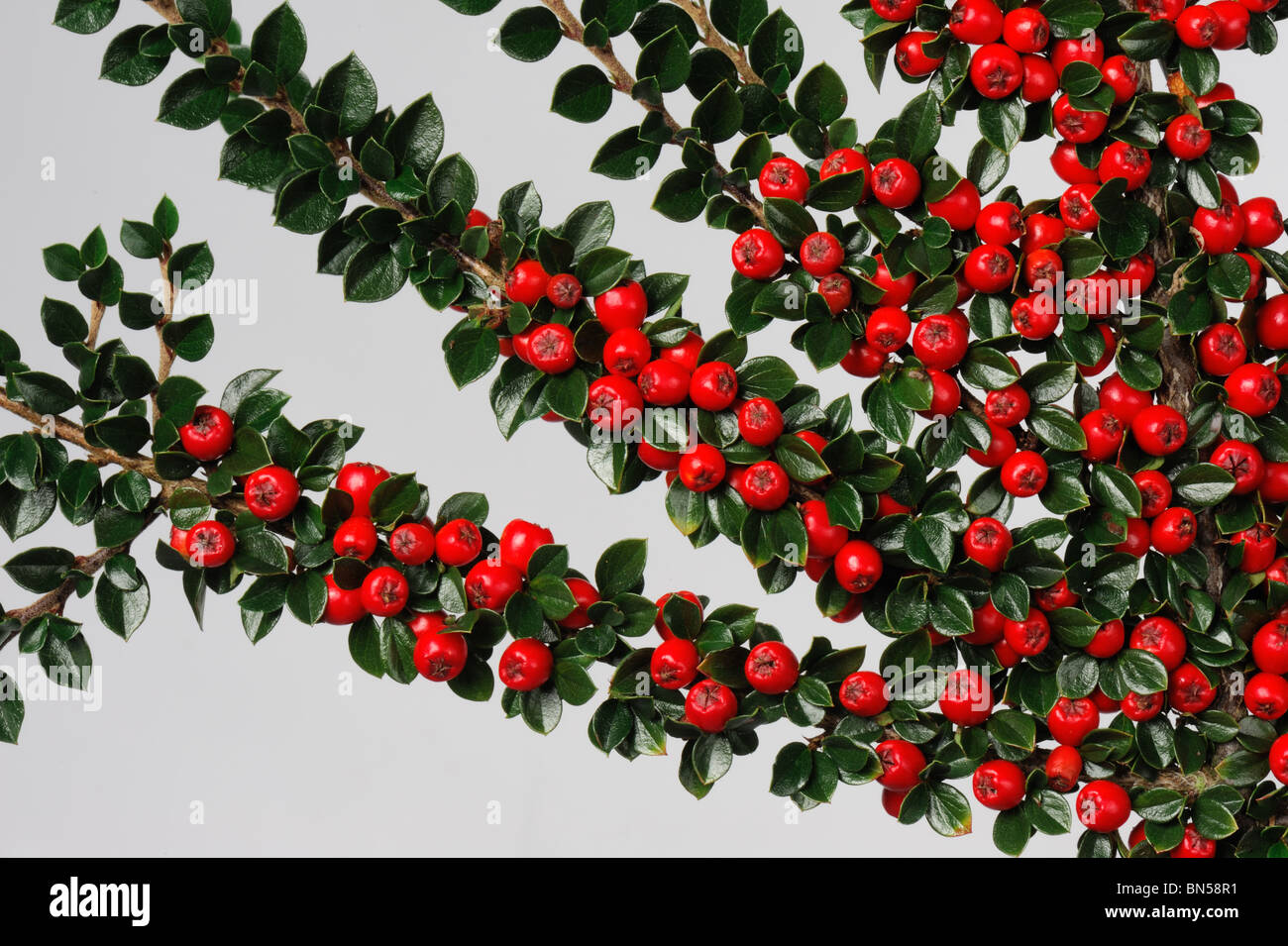 Leuchtend roten Beeren mit dunkelgrünen Blättern auf Zwergmispel Horizontalis vor einem weißen Hintergrund Stockfoto