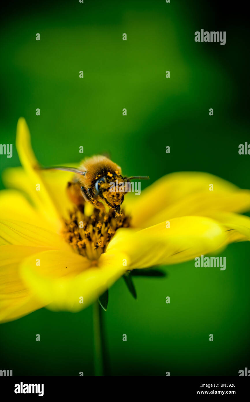 Nahaufnahme auf Blume Biene sammelt Nektar Stockfoto