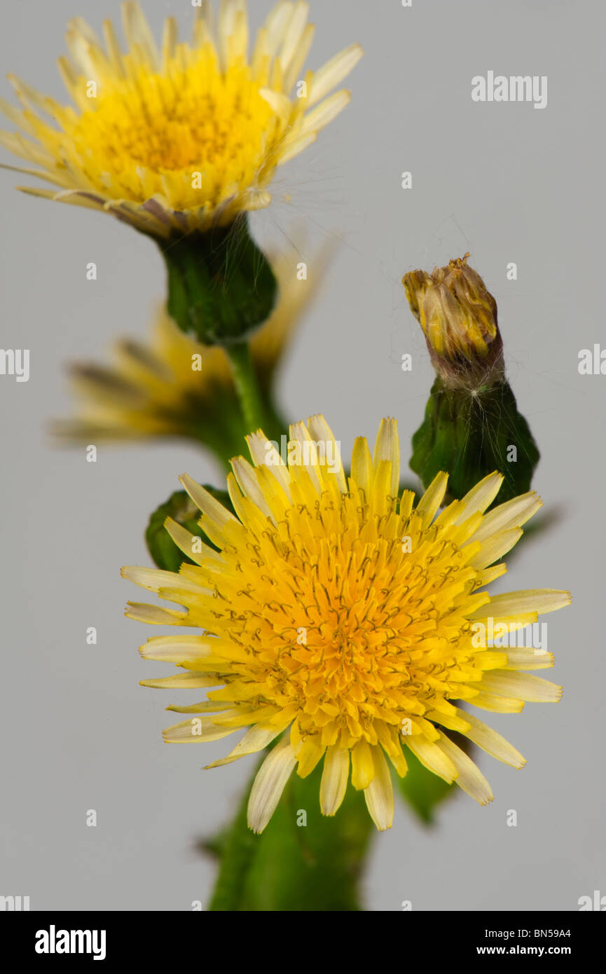 Glatte Sau-Distel (Sonchus Oleraceus) Blumen Stockfoto
