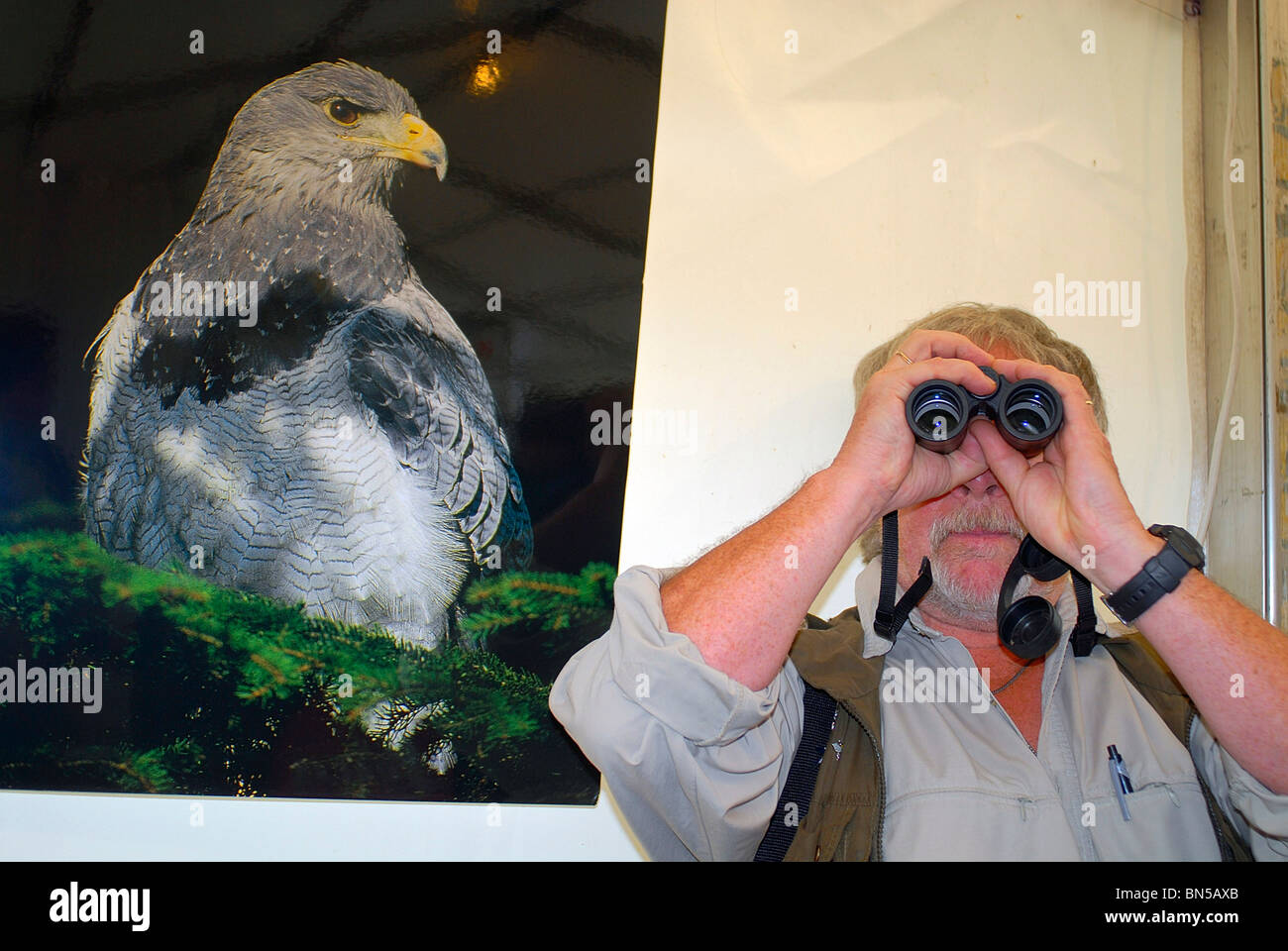 Bill Oddie ausprobieren Fernglas "beobachtet" durch ein Wanderfalke auf der britischen Birdwatching Fair in Rutland Water Stockfoto