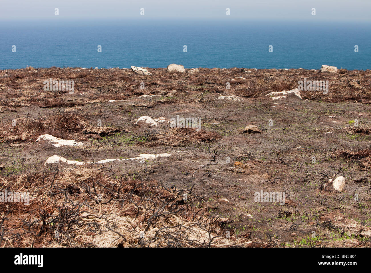 Eine Fläche von ausgebrannten Ginster auf den Klippen der kornischen Küste in der Nähe von Rosemergy, UK. Stockfoto