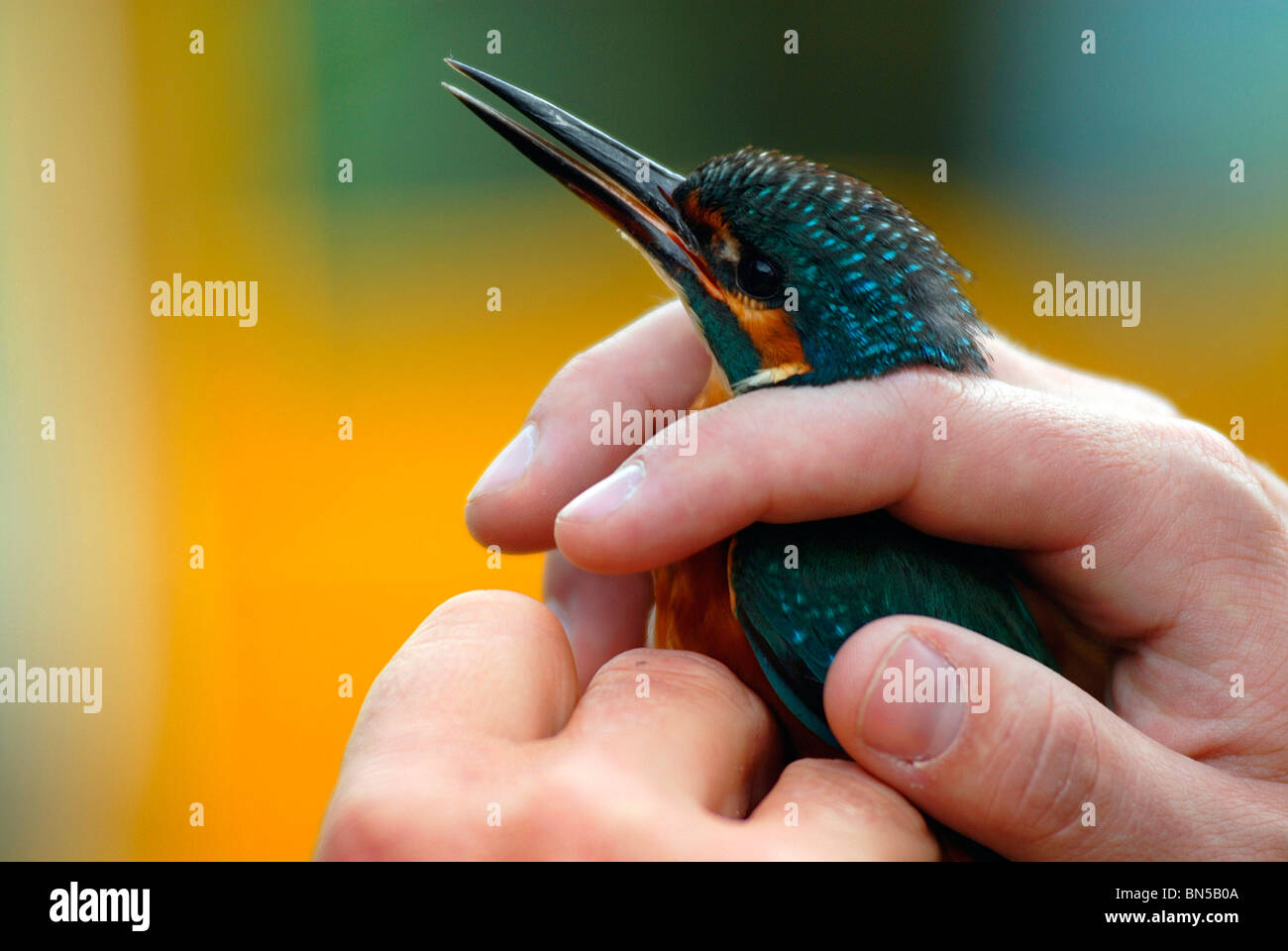 Ein Vogel in der Hand-A-Eisvogel gefangen, beringt dann veröffentlichte der britische Birdwatching Fair in Rutland Water Stockfoto