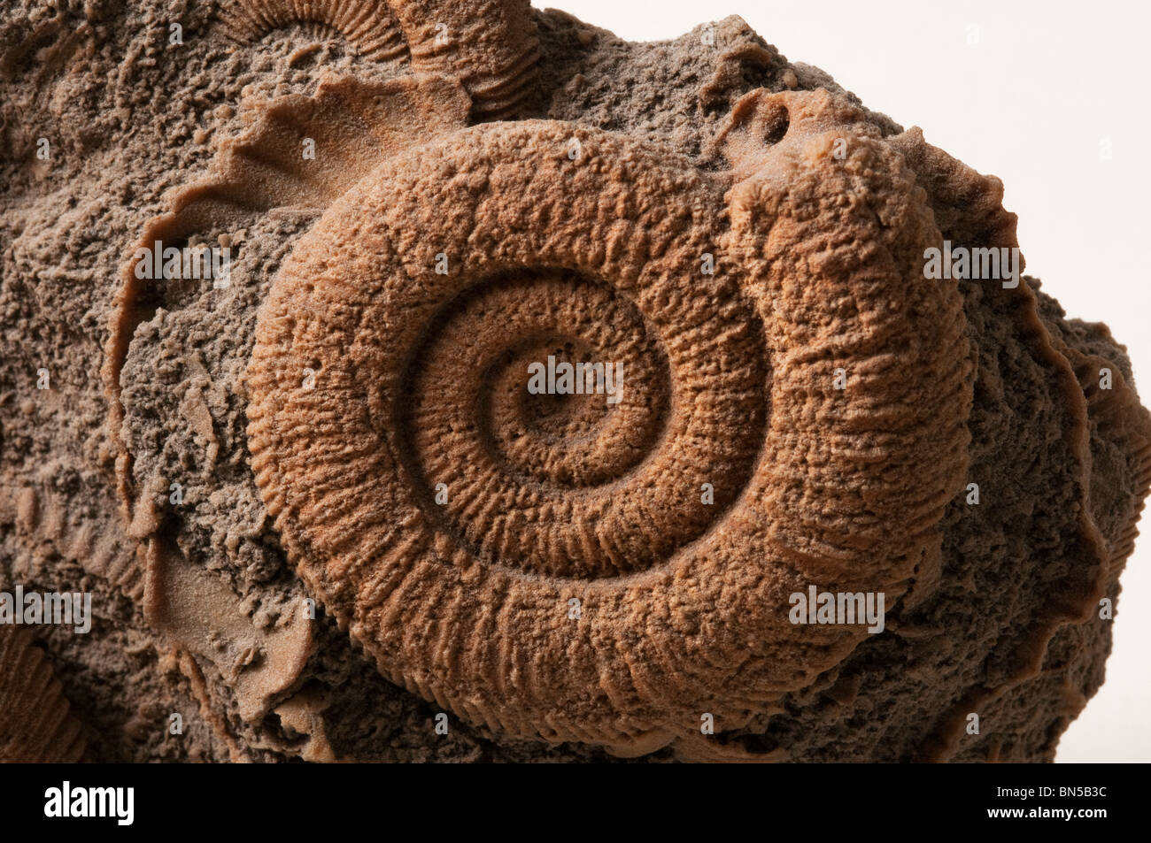 Ein Ammonit fossil Stockfoto