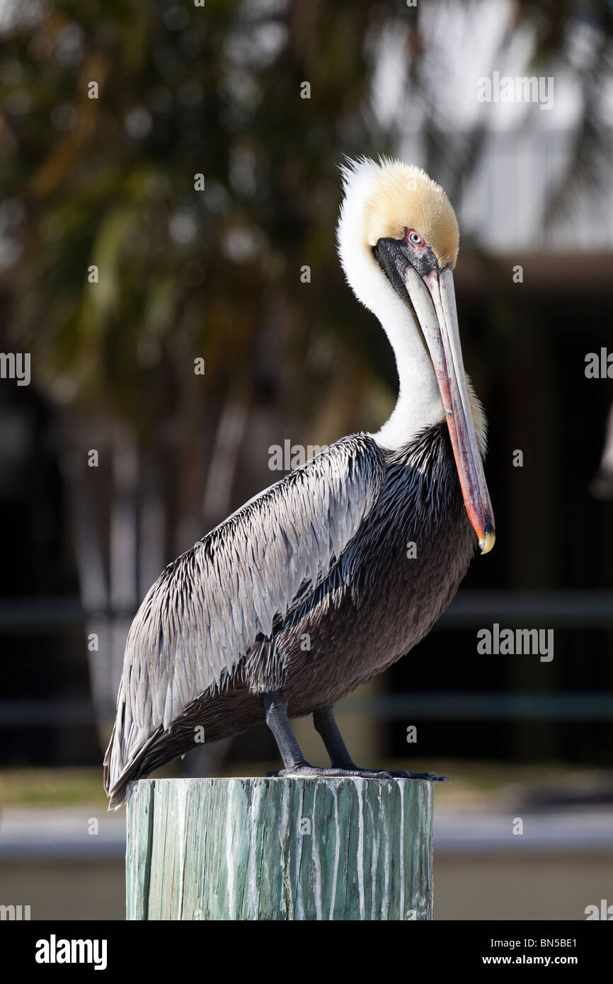 Braune Pelikan - Pelecanus Occidentalis in Key Largo, Florida Stockfoto
