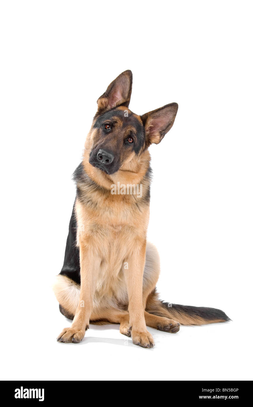 Deutscher Schäferhund in weiß Stockfoto