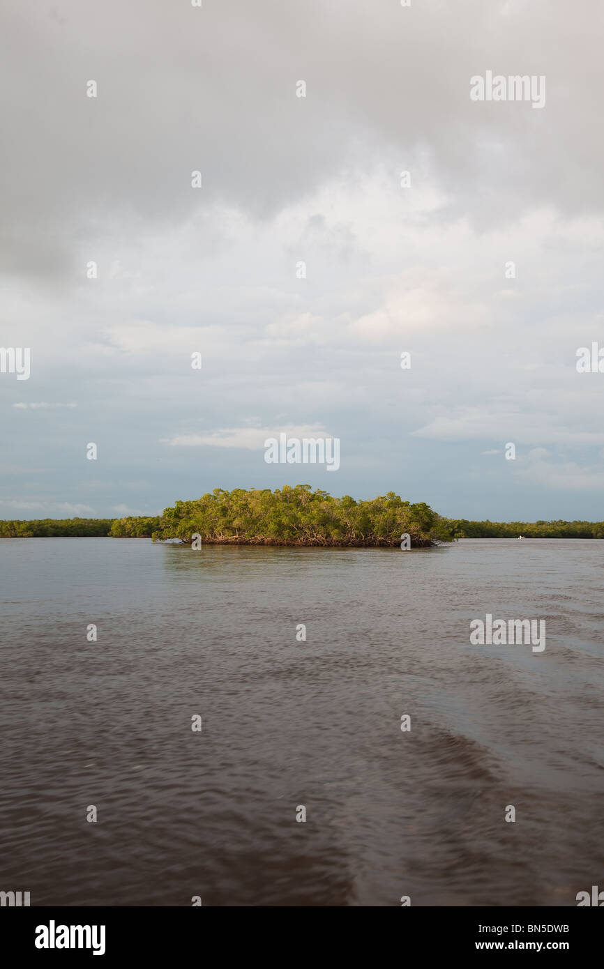 Mangroven-Inseln in zehn tausend Inseln State Park, Florida. Stockfoto