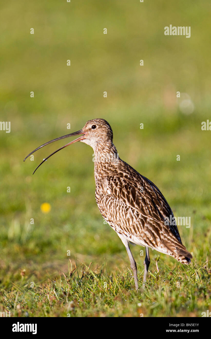 Brachvogel; Numenius Arquata; Aufruf Stockfoto