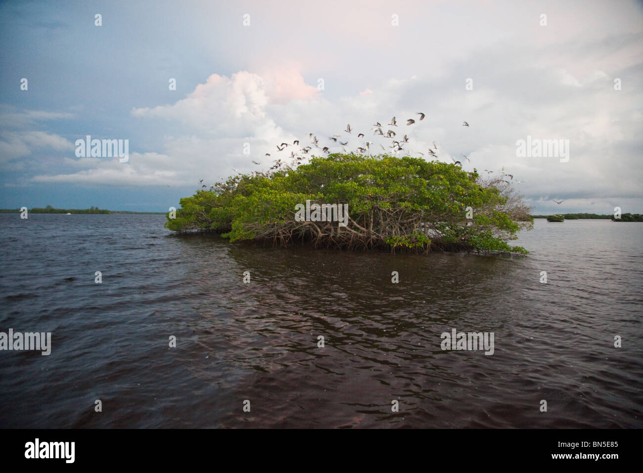 Mangroven-Inseln in zehn tausend Inseln State Park, Florida. Stockfoto