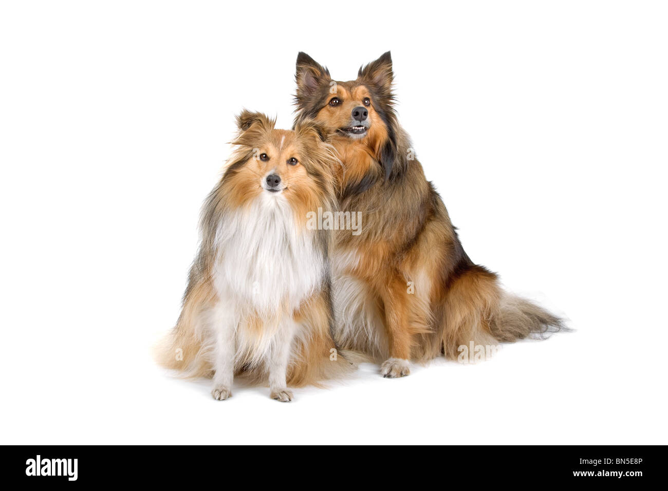 zwei Sheltie Hunden isoliert auf weißem Hintergrund Stockfoto
