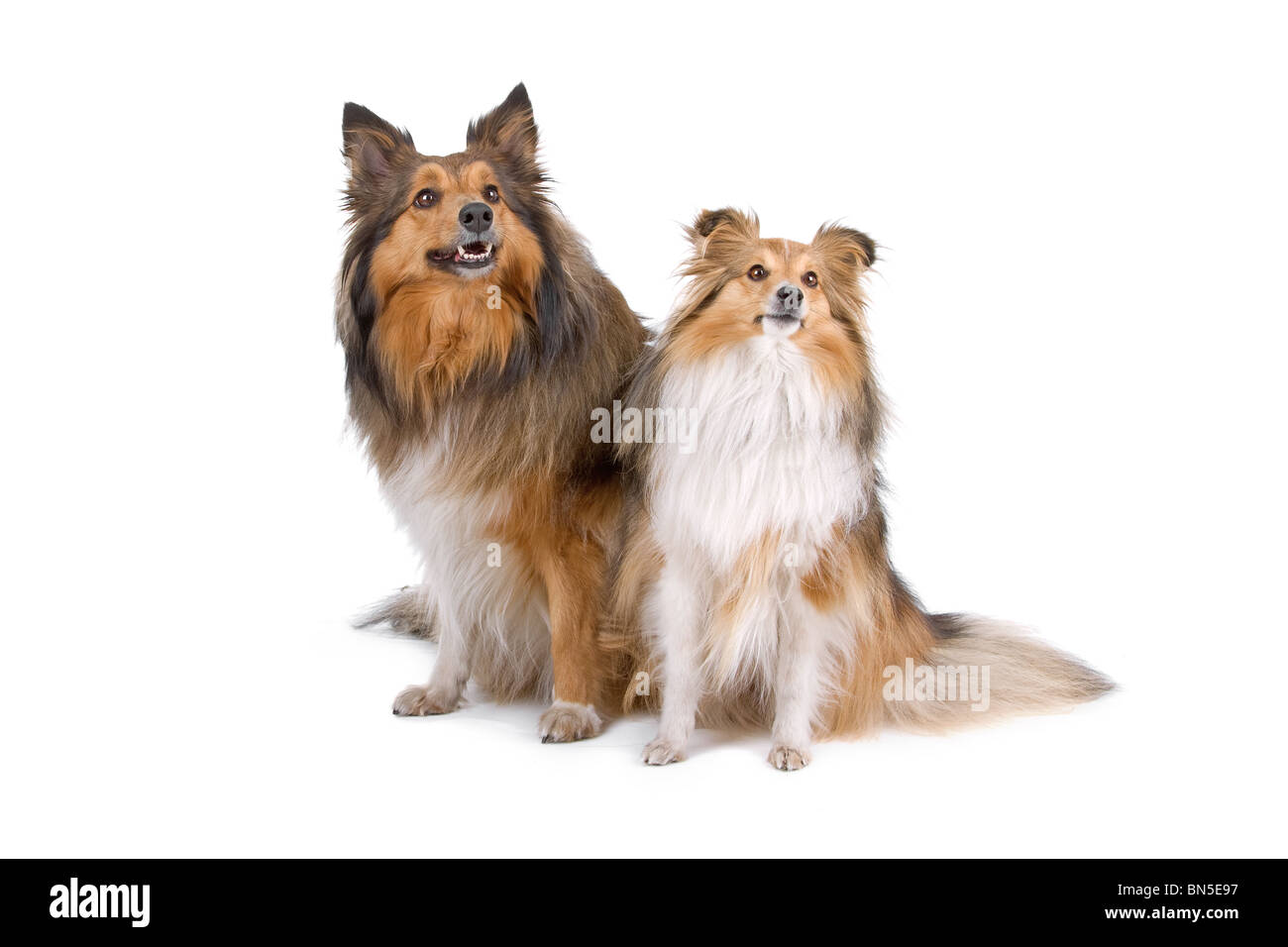 zwei Sheltie Hunden isoliert auf weißem Hintergrund Stockfoto