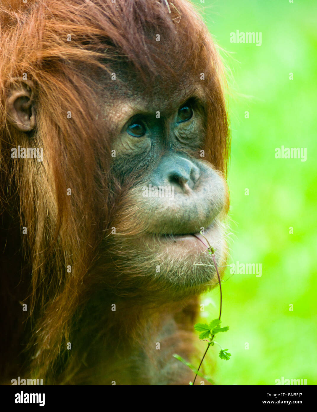 Süße junge Orangatun Stockfoto