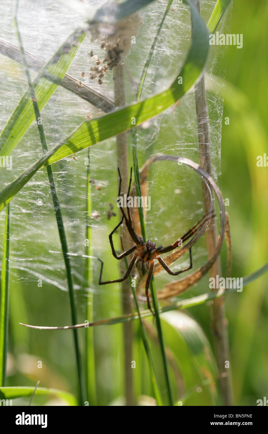 Baumschule Web Spider, Pisaura Mirabilis, Araneae, Pisauridae, Arachniden. Bewachung Eizellen in einem Netz. Stockfoto