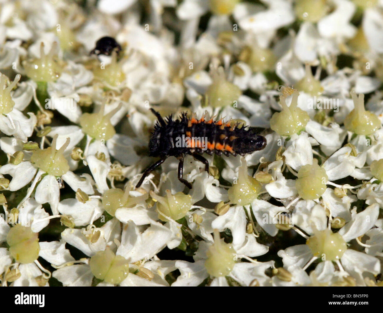 Harlekin-Marienkäfer-Käferlarve auf Bärenklau Blumen, Harmonia Axyridis, Coccinellidae, Coleoptera. Stockfoto