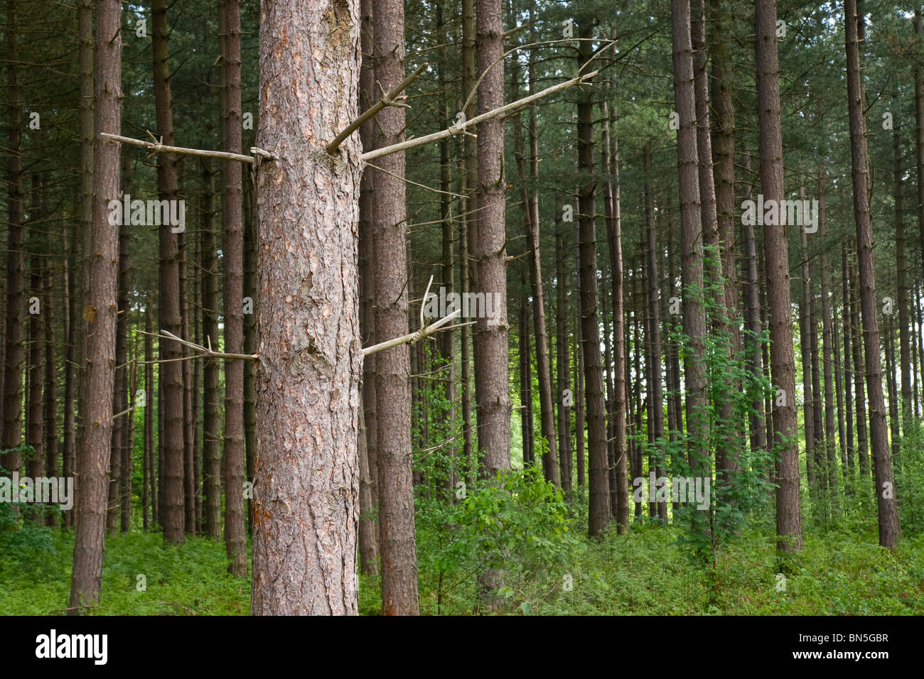 Föhren im Mischwald in Nottinghamshire Stockfoto