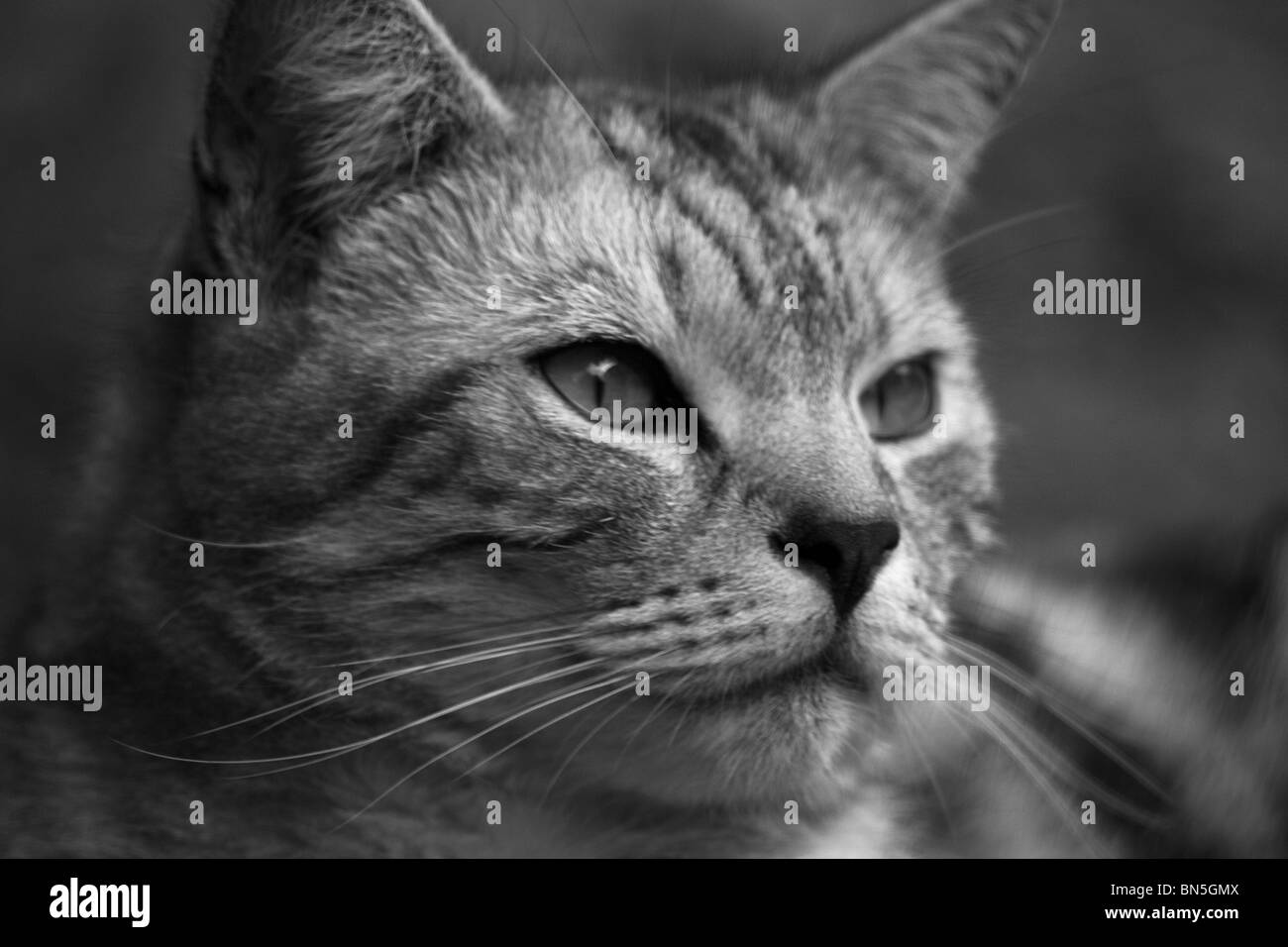 Ein Porträtfoto einer Silber-Tabby-Katze Stockfoto