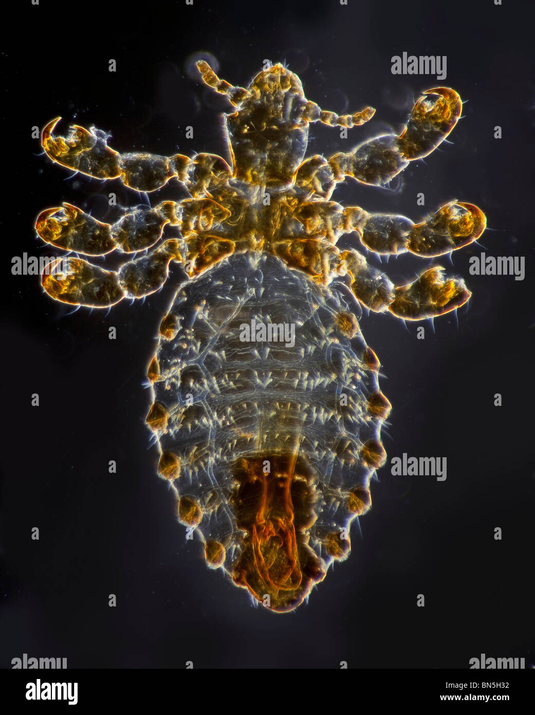 Dunkelfeld Mikrophotographie eines Parasiten von Rind, Vieh Laus, Haematopinus Eurysternus, Männlich Stockfoto