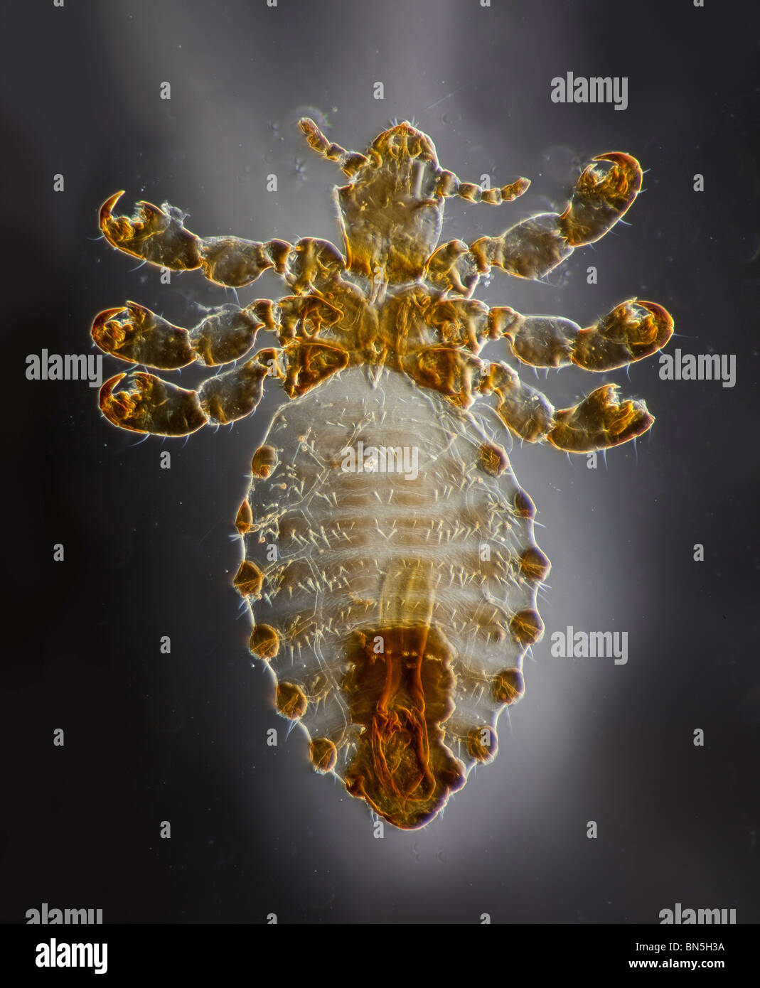 Mikrophotographie ein Parasit der Ochse, Rinder-Laus, Haematopinus Eurysternus, Männlich Stockfoto