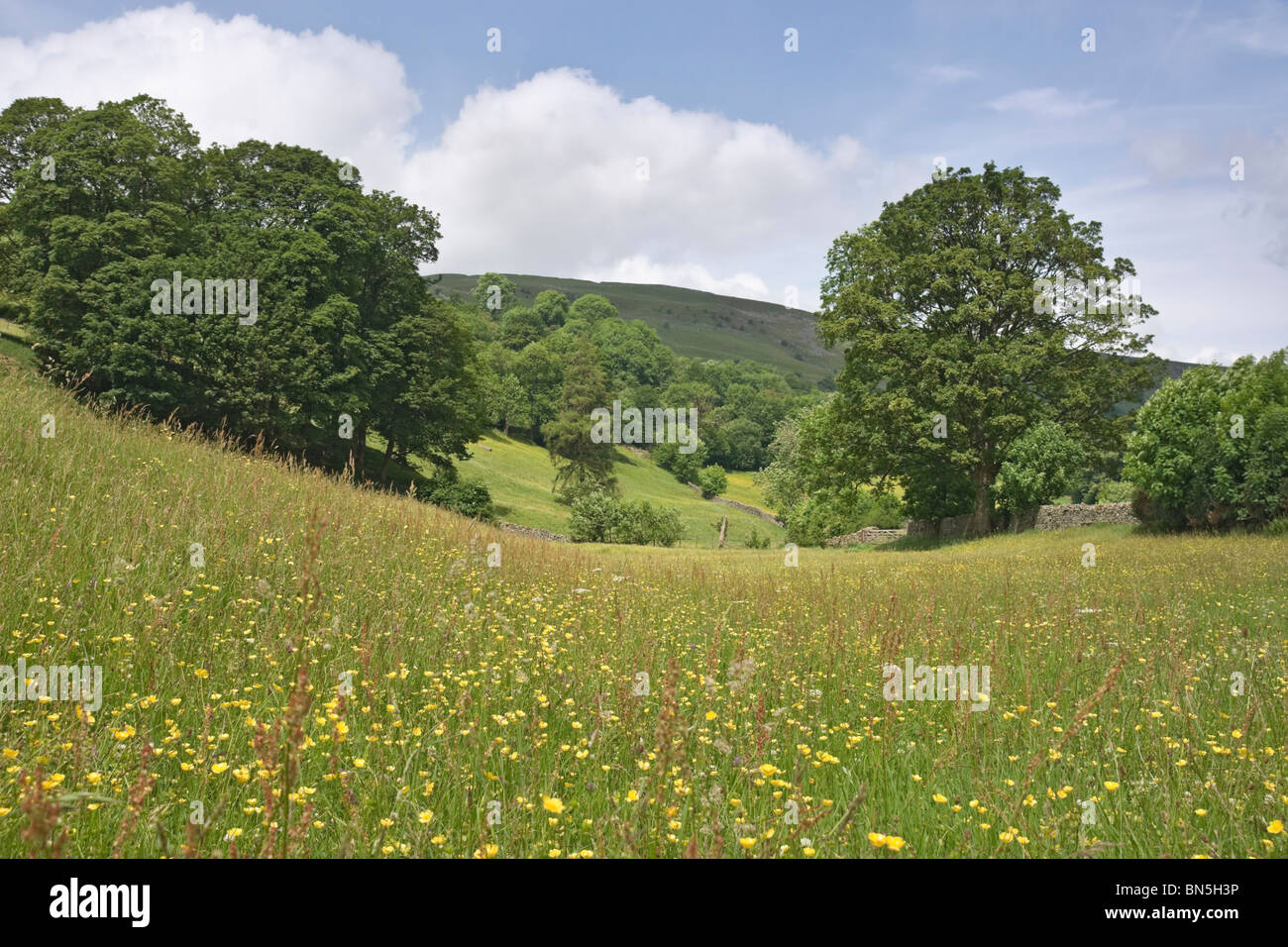 Blumenwiese im oberen Swaledale, Yorkshire Dales National Park. Stockfoto