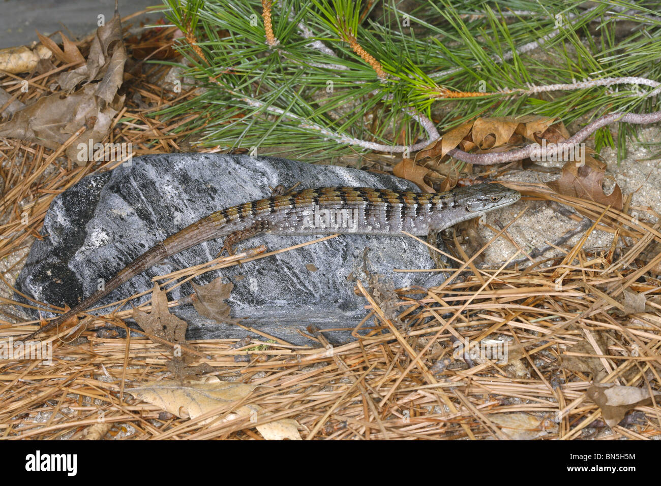 Südlichen Alligator Eidechse Stockfoto